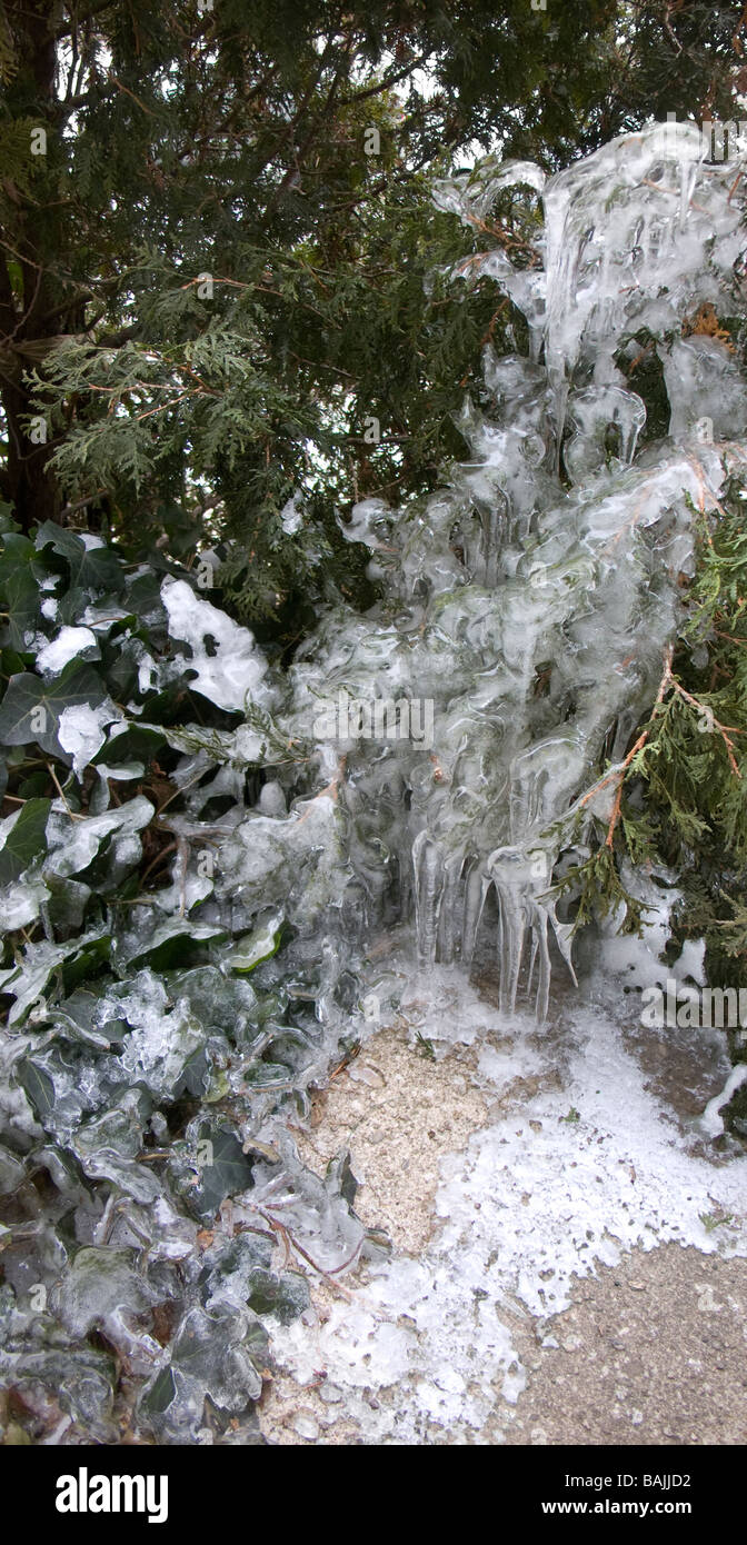 English Ivy evergreen ice iced juniper icicle horizontal cold winter plants botanical vertical hardy frozen freeze shrub conifer Stock Photo