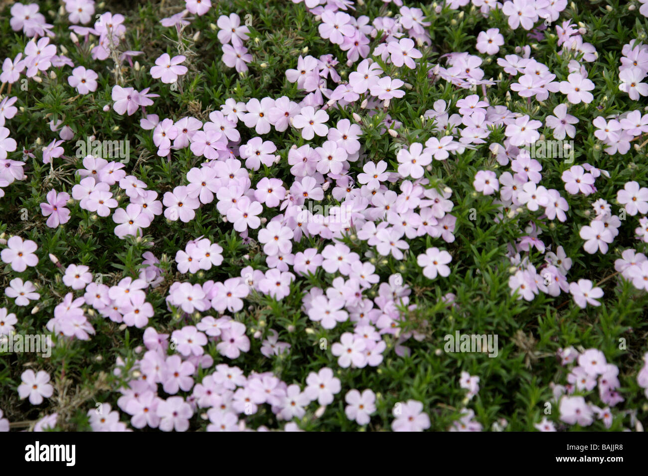 Creeping Phlox, Phlox douglasii Rosea, Polemoniaceae Stock Photo