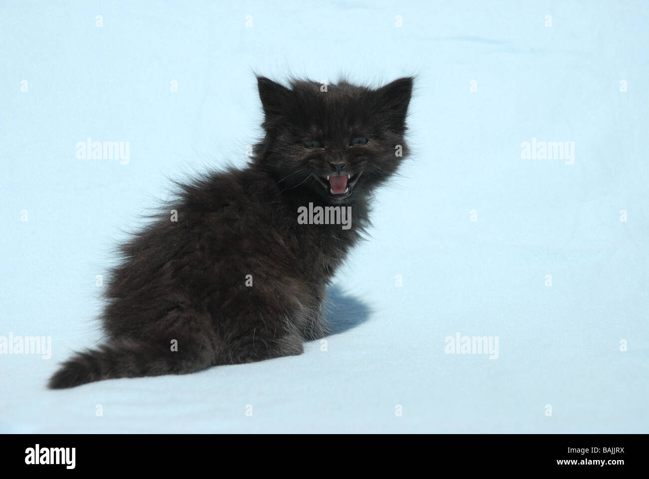 Black Long Haired Kitten Sitting Stock Photos Black Long Haired