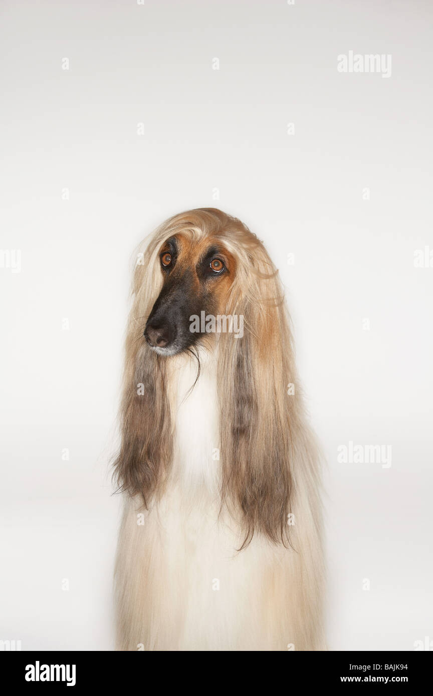 Afghan hound, sitting, front view Stock Photo - Alamy