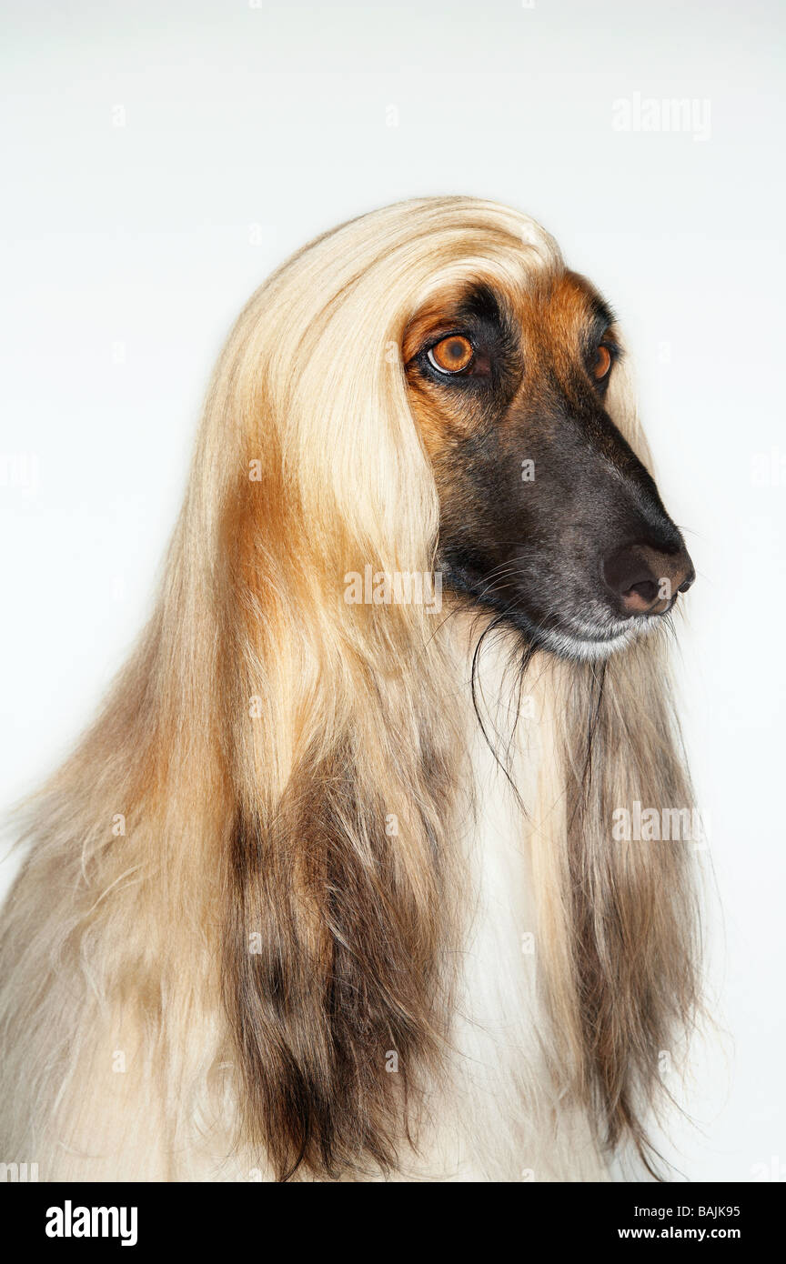 Afghan hound, sitting, close-up Stock Photo - Alamy