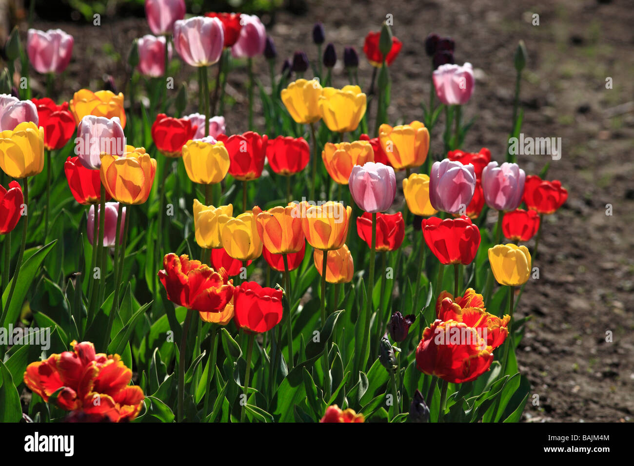 Liliaceae hi-res stock photography and images - Alamy