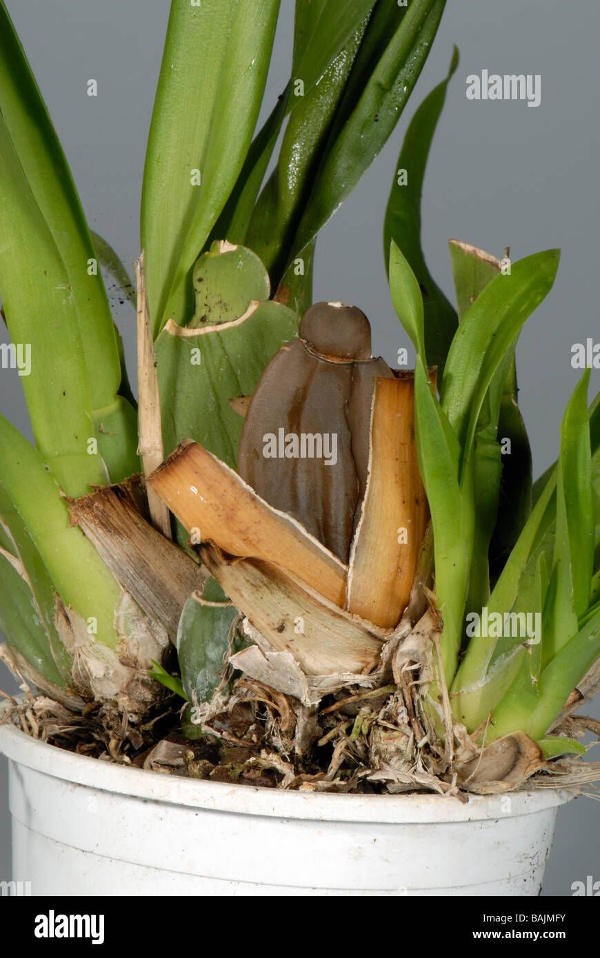 Root rot Phytophthora cactorum symptoms on an ornamental orchid house plant Stock Photo