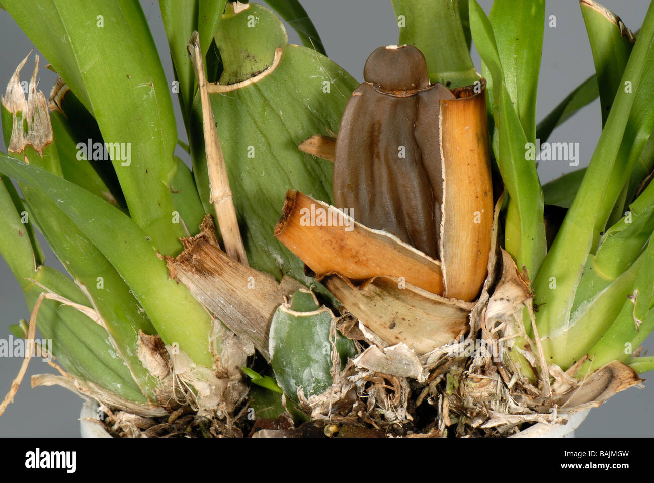 Root rot Phytophthora cactorum symptoms on an ornamental orchid house plant Stock Photo