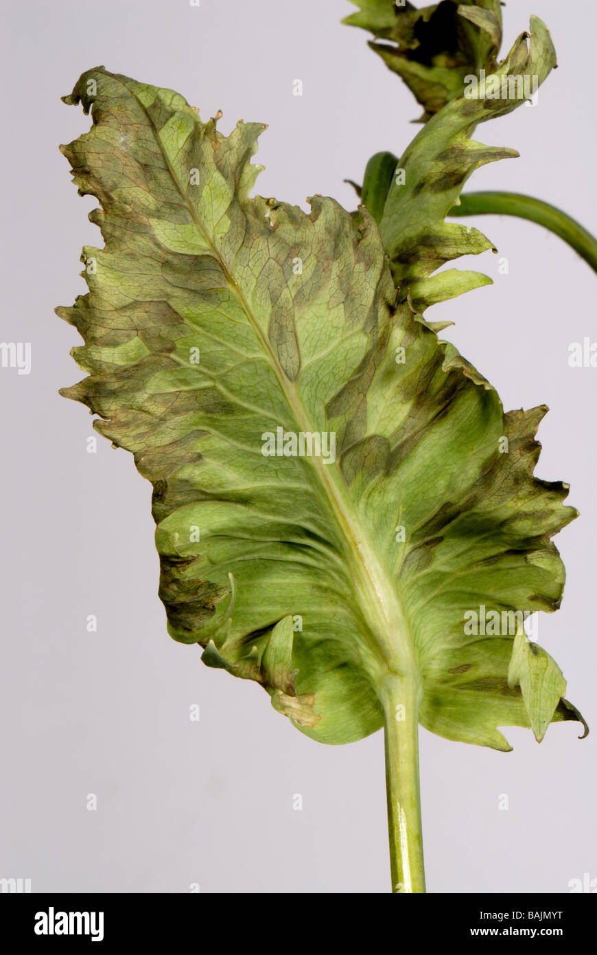 Downy mildew Peronospora arborescens symptoms on opium poppy Papaver somniferum leaves Stock Photo