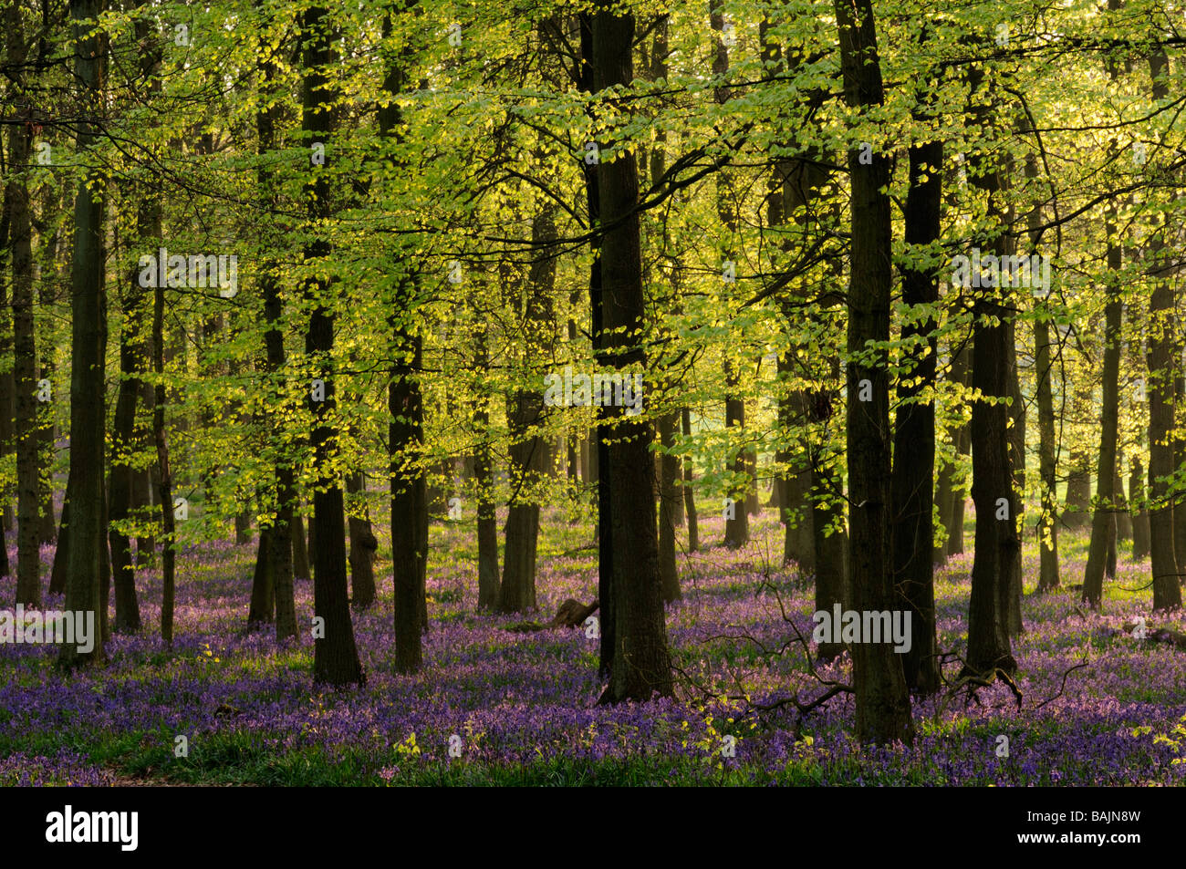 Dockey Wood ,Ashridge estate, Hertfordshire, England, UK Stock Photo