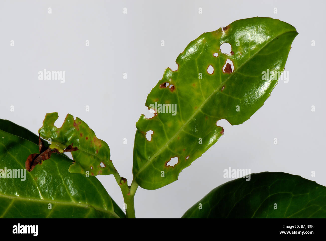 Bacterial shot hole Xanthomonas pruni symptoms in cherry laurel leaf Stock Photo