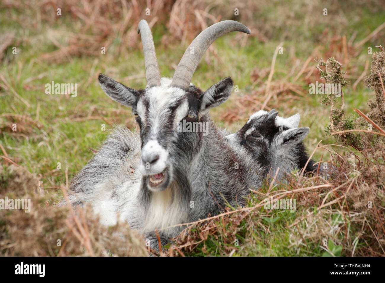 Wild feral nanny goat with young kid goat Valley of the Rocks, Lynton, North Devon. Stock Photo
