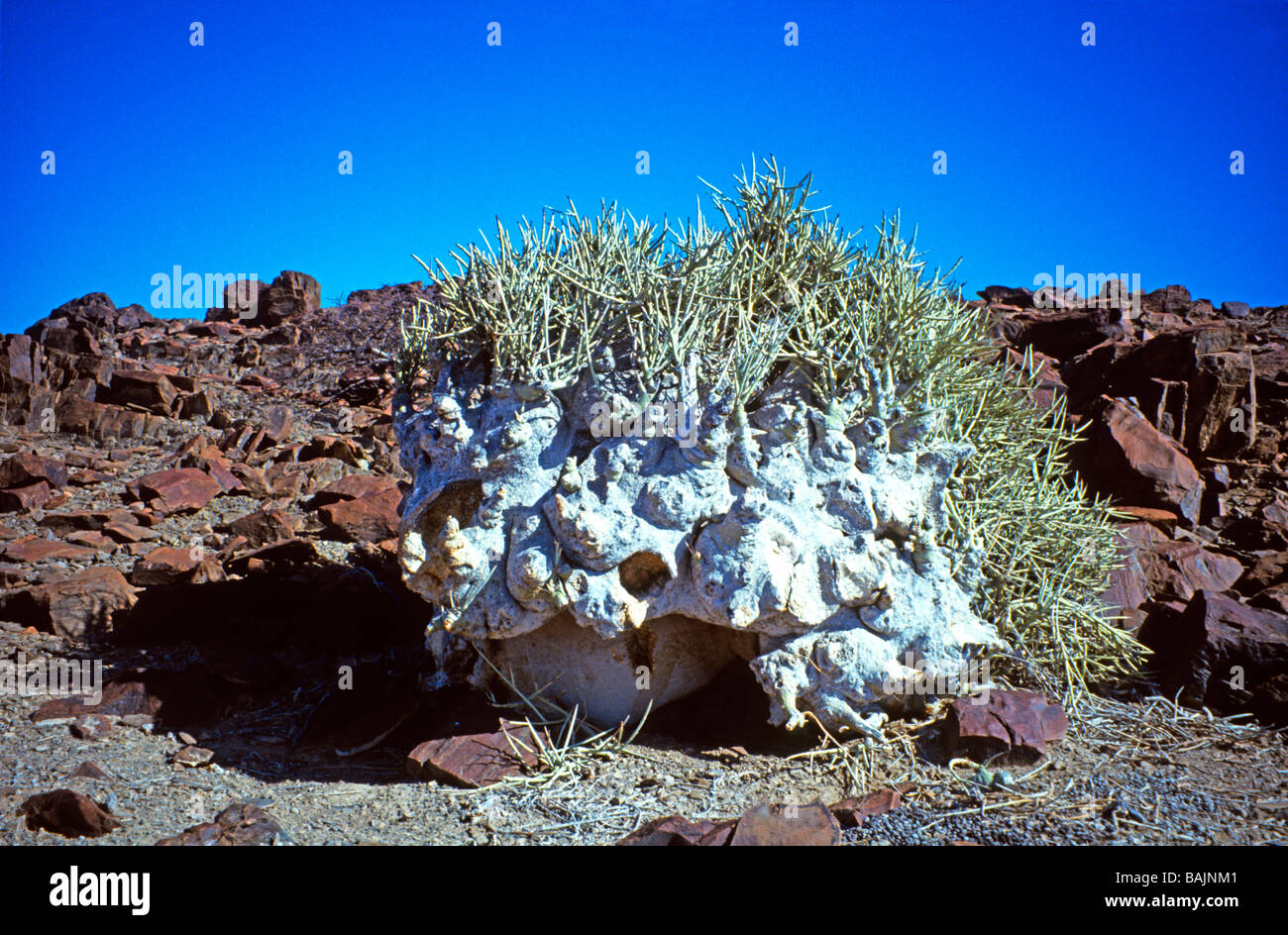 'Elephant's foot' plant,  growing in the driest of environments in the Namib Desert Namibia Stock Photo