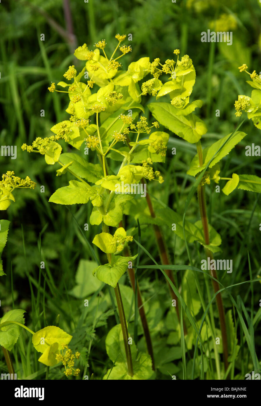 Yellow or Biennial Perfoliate Alexander, Smyrnium perfoliatum Stock Photo