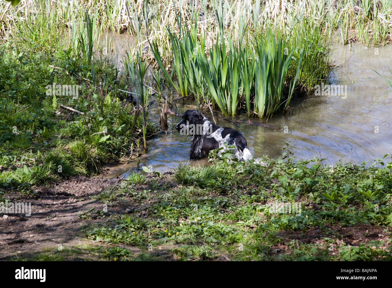 A Cocker Spaniel enjoying the water at a pond at Hillhouse Wood, West Bergholt near Colchester Essex Stock Photo