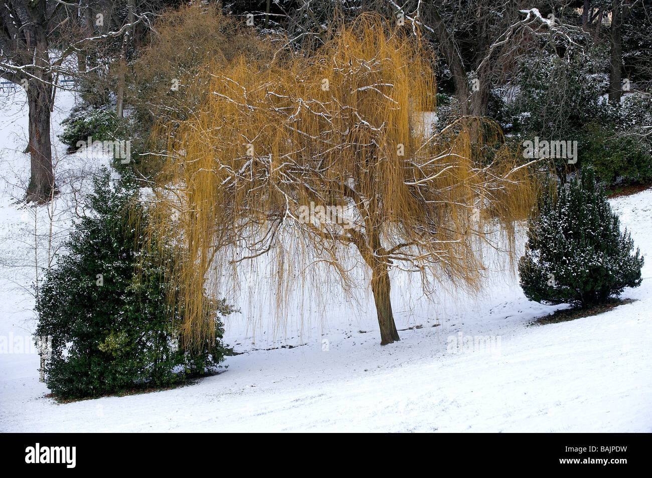 France Paris Parc Des Buttes Chaumont Sous La Neige Stock Photo Alamy