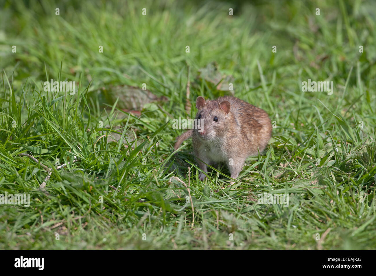 Brown Rat Rattus norvegicus on arable farm Stock Photo Alamy