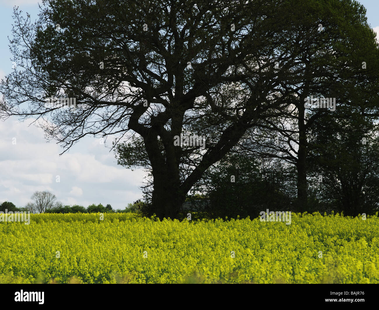 A field of oil seed rape Stock Photo - Alamy