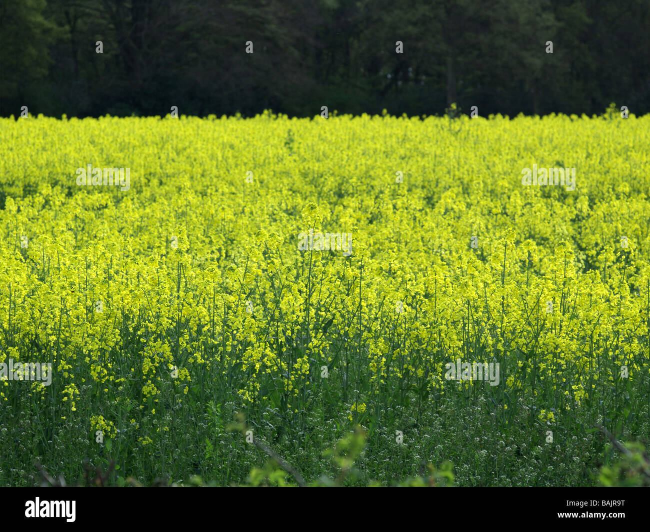 A field of oil seed rape Stock Photo - Alamy