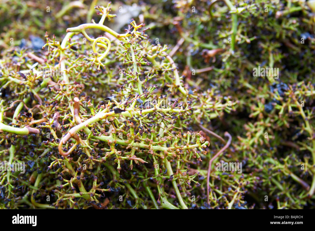 pinot noir Stems and stalks after destemming clos des langres ardhuy