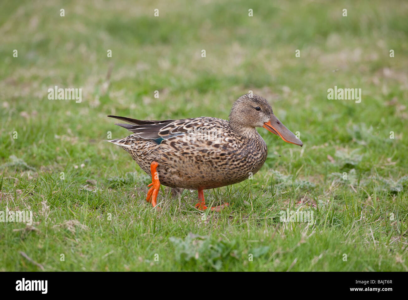 Shoveler Anas clypeata female Stock Photo