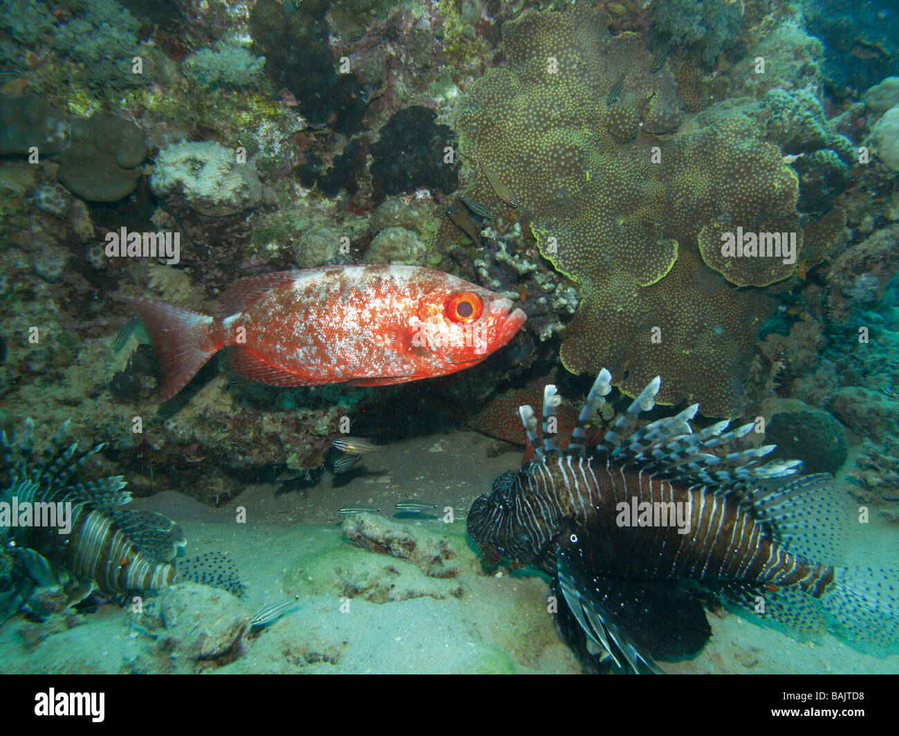 Red sea Lion fish Belongs to the family Scorpaenidae. Goggle Eye Belongs to the family