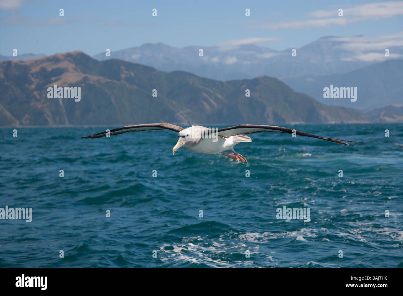 White capped Albatross Diomedea cauta Kaikoura Peninsula New Zealand Stock Photo