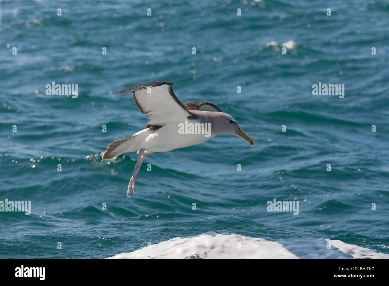 White capped Albatross Diomedea cauta Kaikoura Peninsula New Zealand Stock Photo