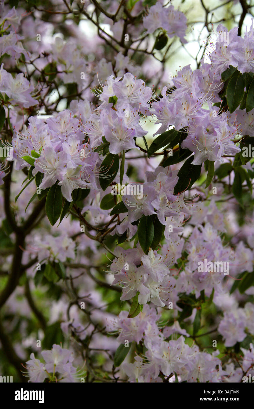 Lilac Coloured Rhododendron, Ericaceae Stock Photo