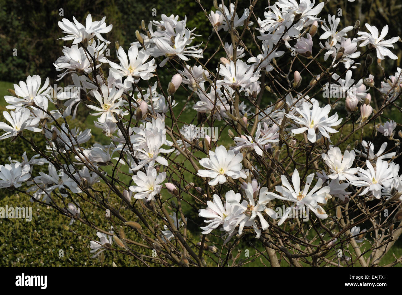 Flowers of Magnolia stellata a small white spring flowering ornamental tree Stock Photo