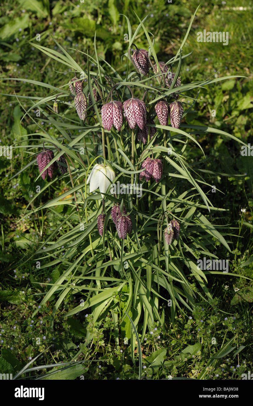 Snakes head fritillary Fritillaria meleagris white and purple flowers in a small group Stock Photo