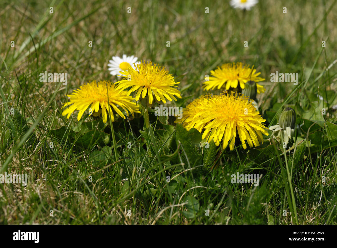 Ground level close up of dandelion Taraxacum officinale flowering in a lawn Stock Photo