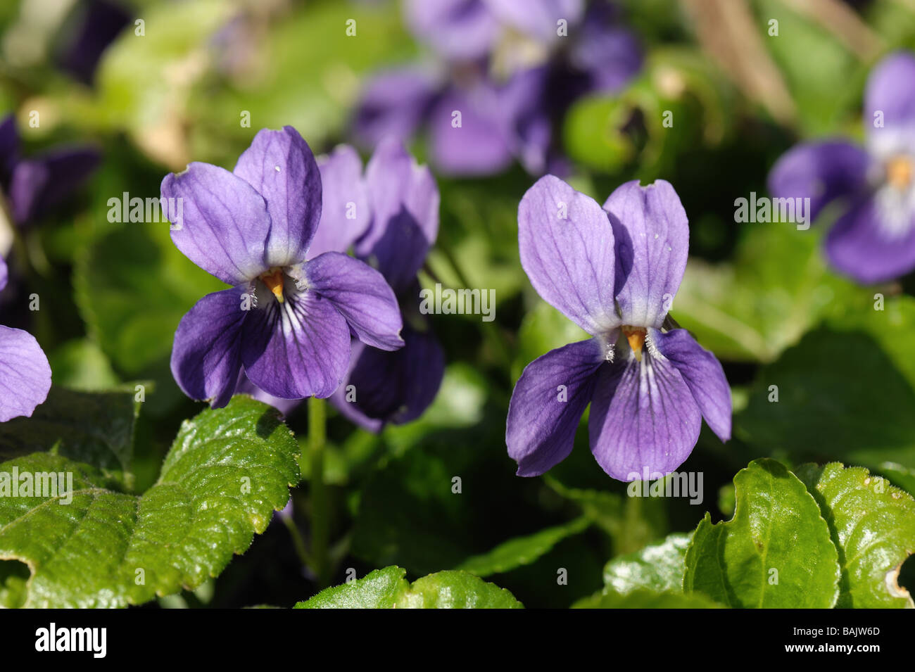 Common dog violet Viola riviniana flowering plant Stock Photo
