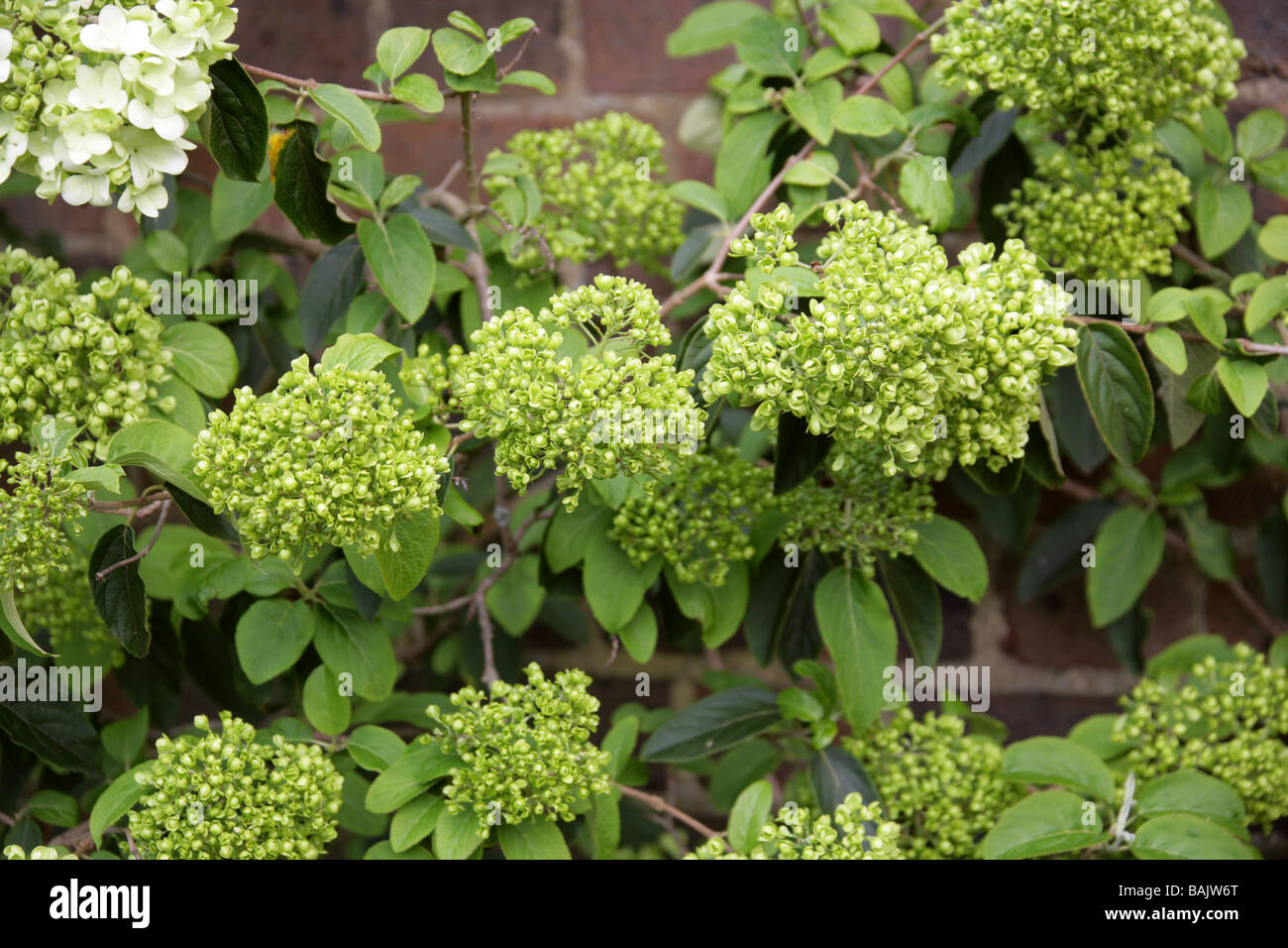 Viburnum macrocephalum hires stock photography and images Alamy