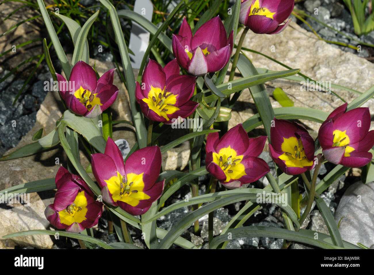 Flowers of species tulip Tulipa pulchella Persian Pearl Stock Photo