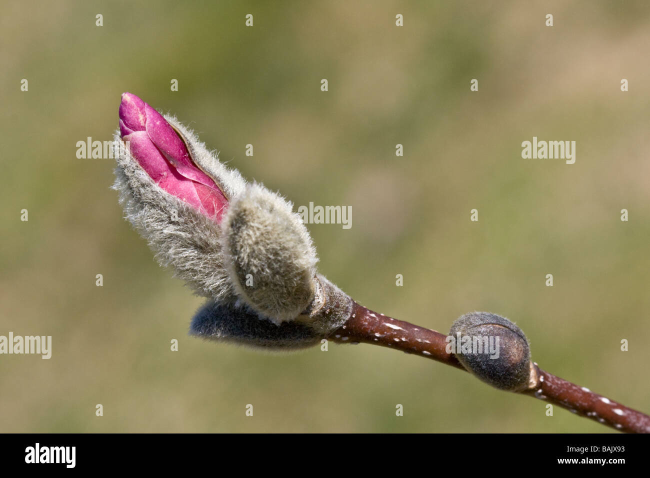 Closeup image of an opening bud of a magnolia tree Stock Photo