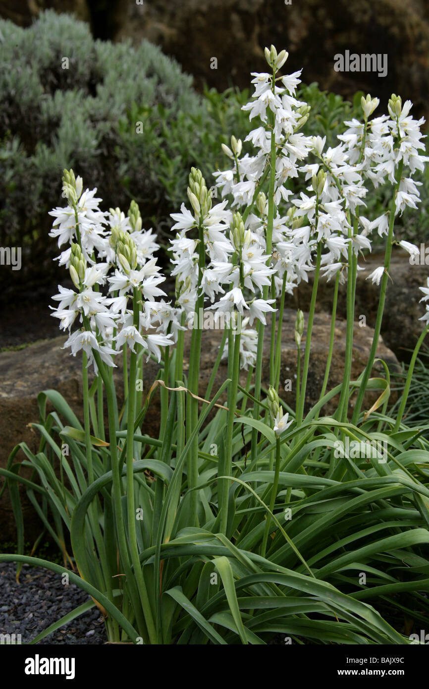 Ornithogalum reverchonii, Hyacinthaceae, South Spain, Europe Stock Photo