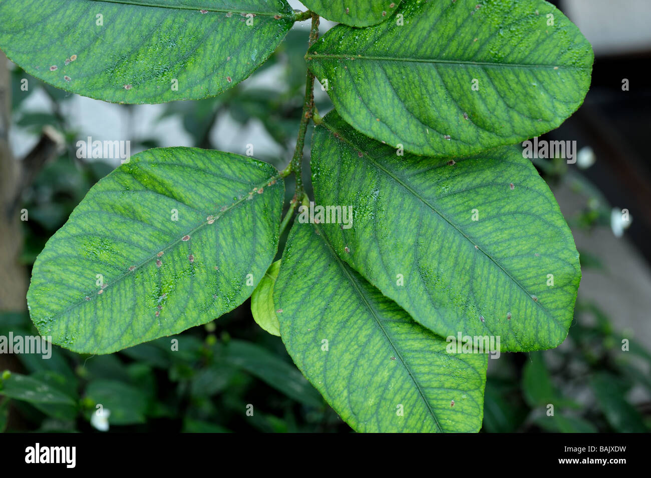 Iron deficiency plant hires stock photography and images Alamy