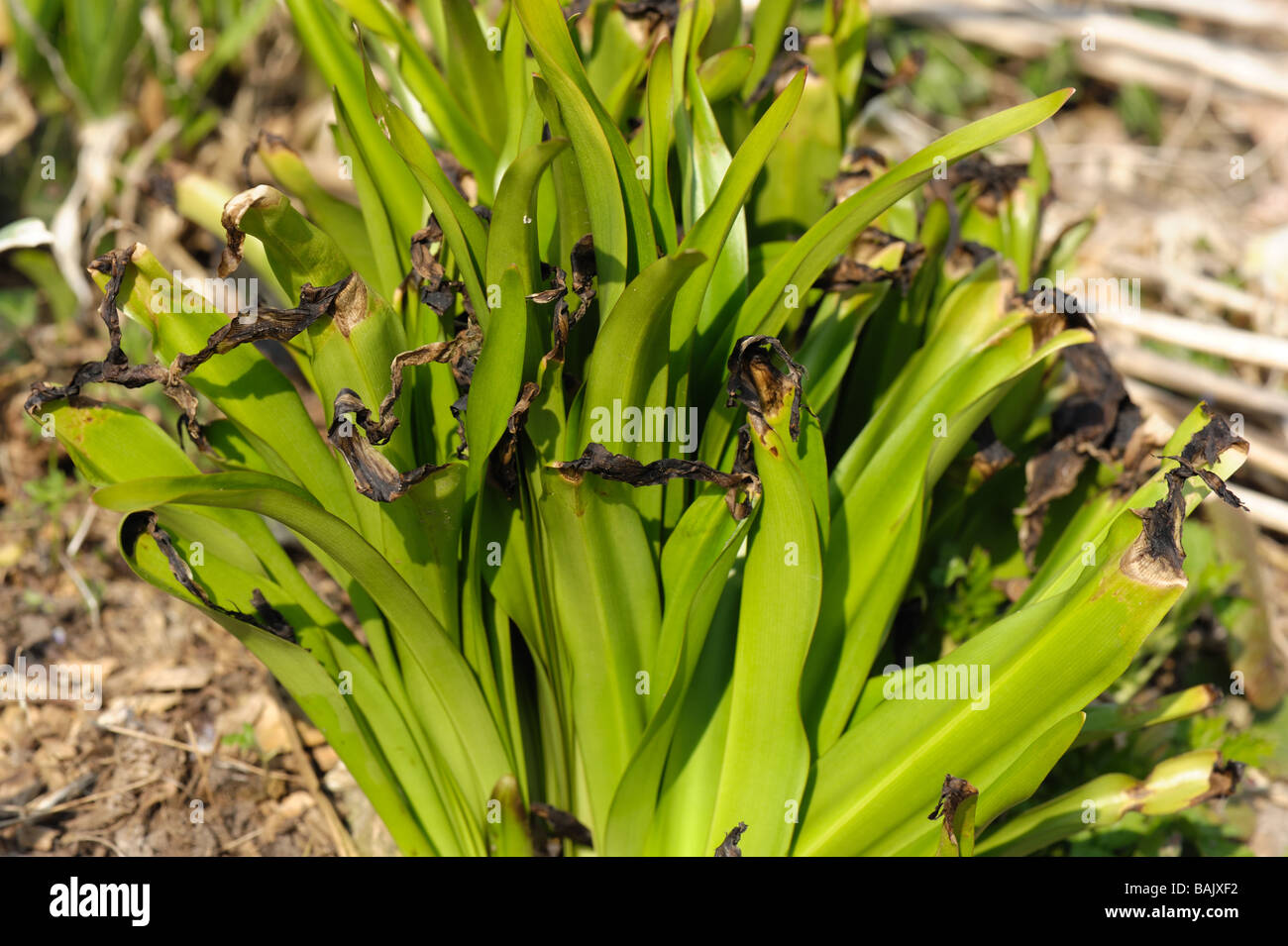 Frost damage to the leaf tips of Agapanthus plants Stock Photo