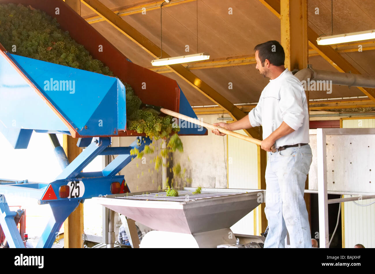 receiving grapes in the press hopper chardonnay dom m juillot mercurey burgundy france Stock Photo