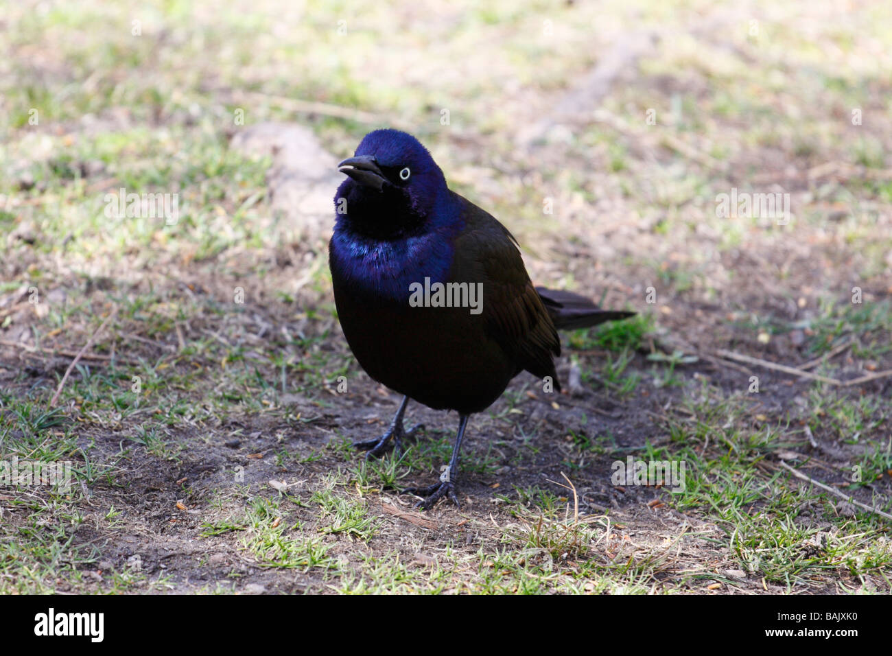 Common Grackle (Quiscalus quiscula). Stock Photo
