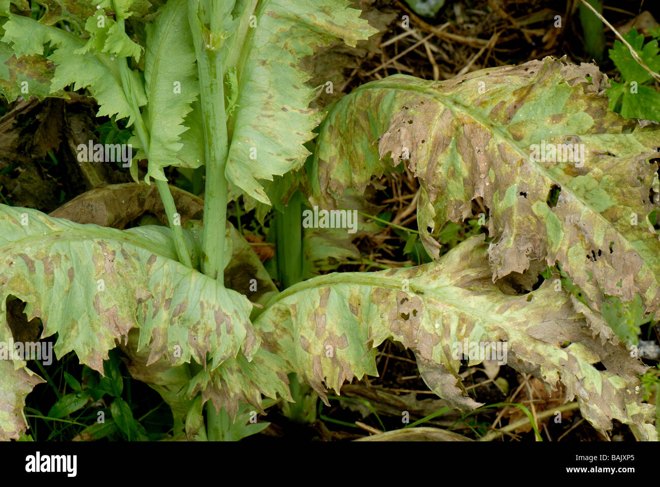 Downy mildew Peronospora arborescens symptoms on opium poppy Papaver somniferum leaves Stock Photo