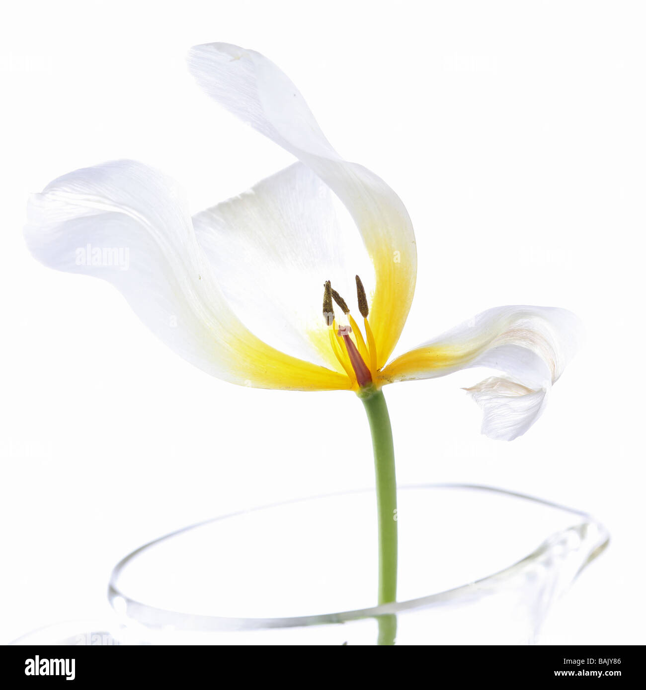 White tulip in a glass vase Stock Photo Alamy
