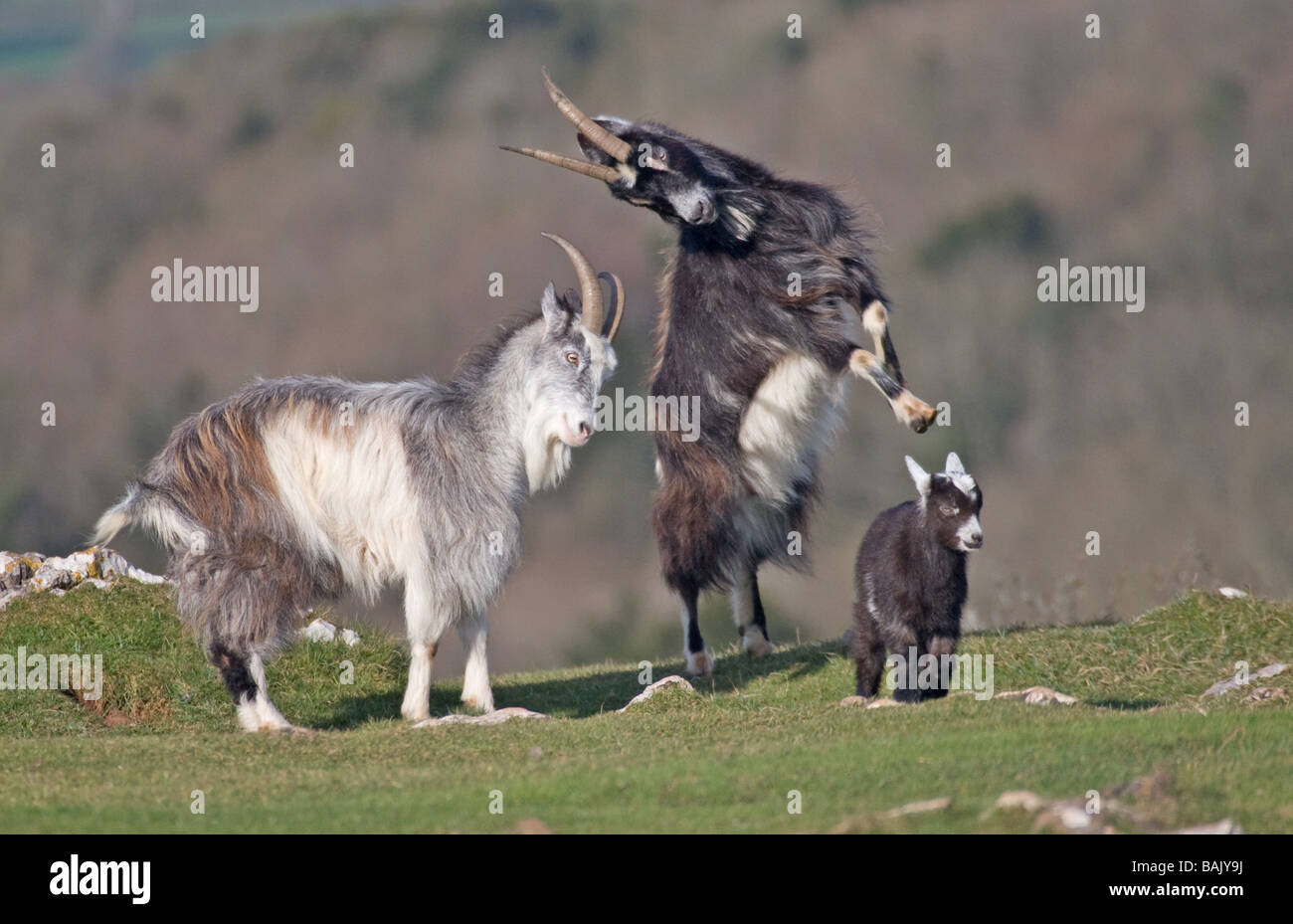 British primitive goats at cheddar gorge Stock Photo