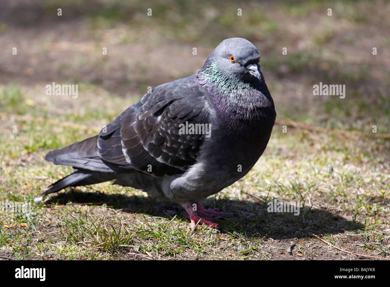 Rock Pigeon (Columba livia). Stock Photo