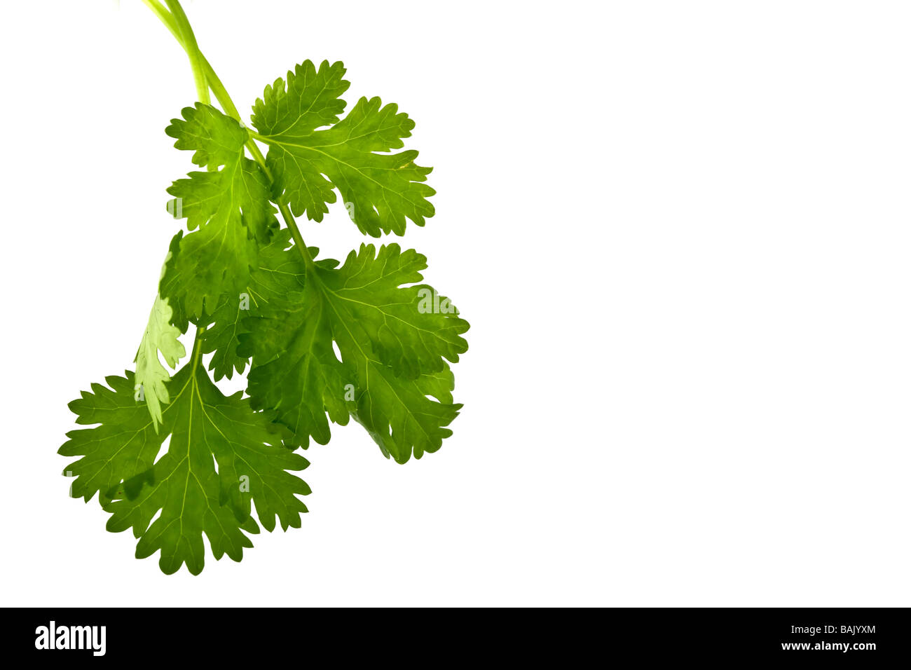 Coriander herb sprig isolated on white Stock Photo Alamy