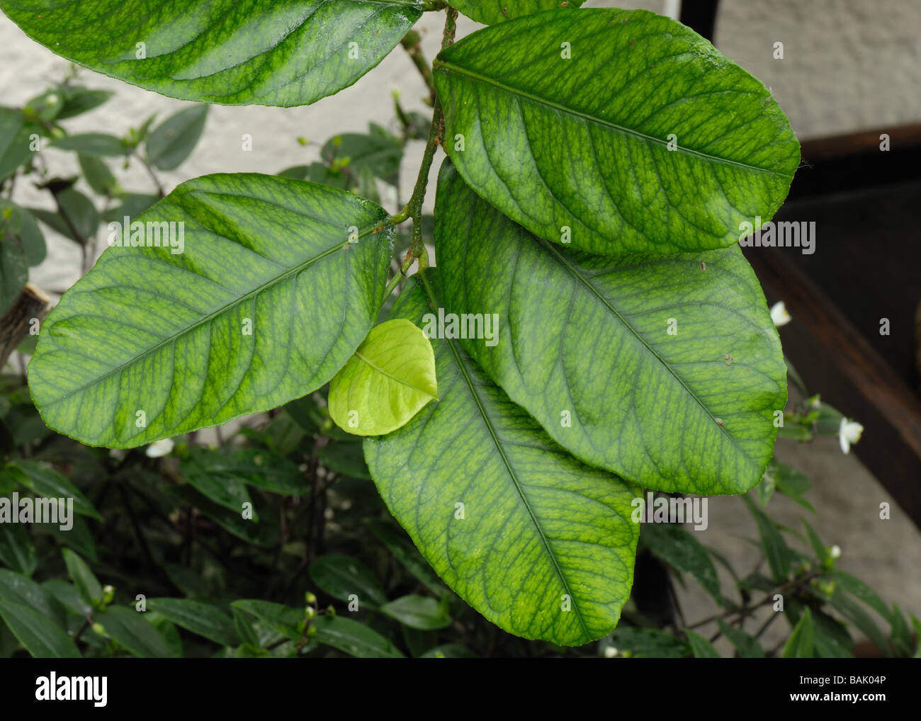 Iron deficiency symptoms on a conservatory grown lemon plant Stock