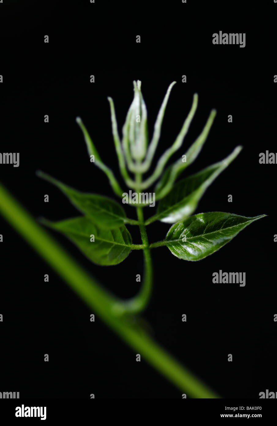 Young plants sprouting leaves in the early stages of growth. Picture by Patrick Steel patricksteel Stock Photo