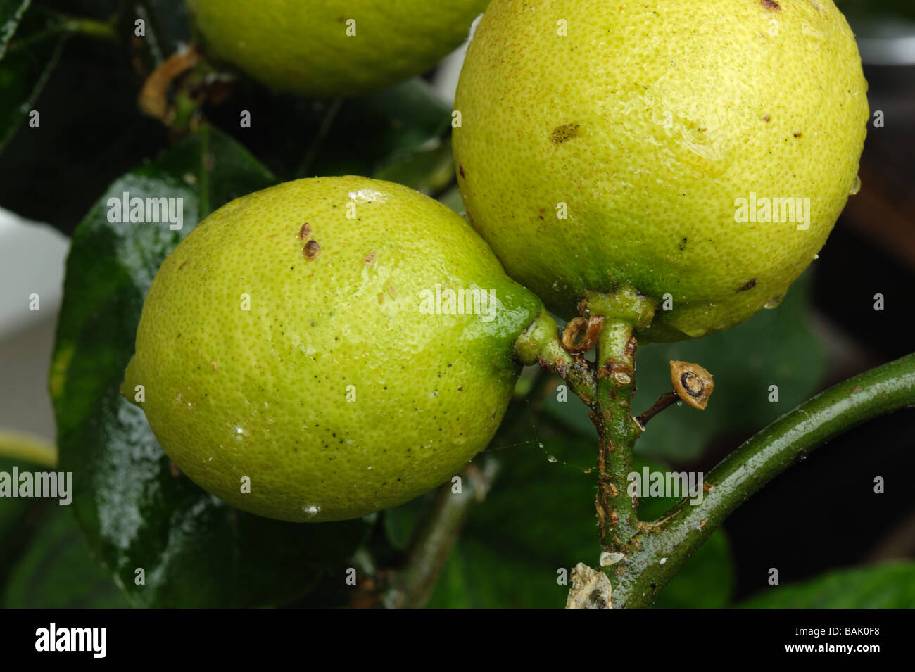 Honeydew soft brown scale insects Coccus hesperidum on lemon fruit Stock Photo