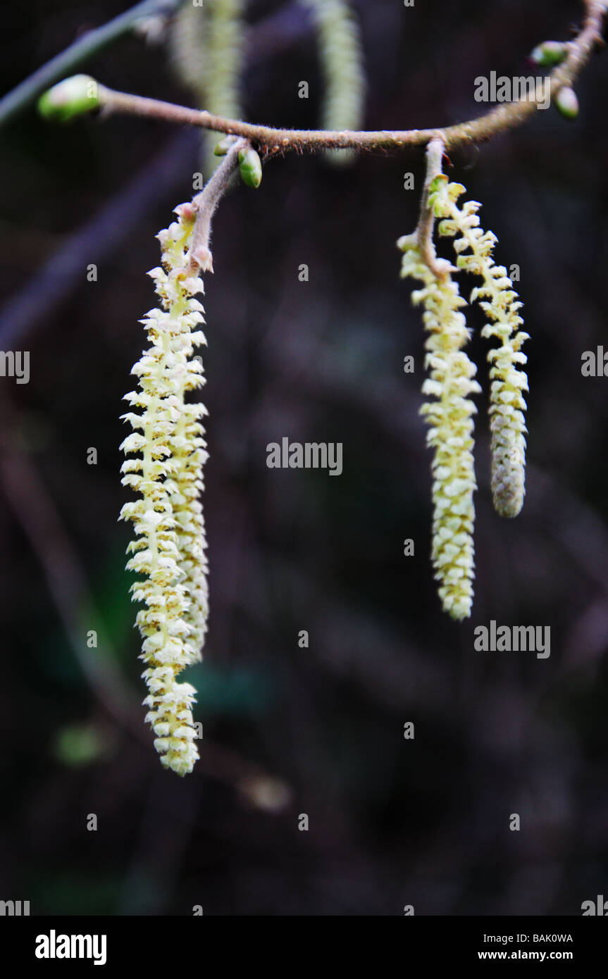 Catkins hanging from branch Stock Photo