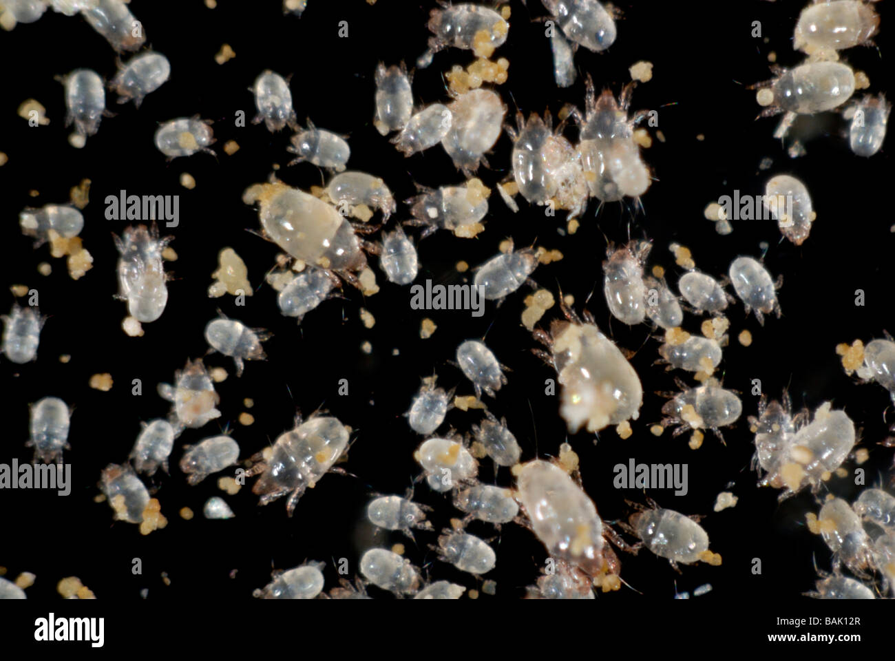 Storage mite hires stock photography and images Alamy
