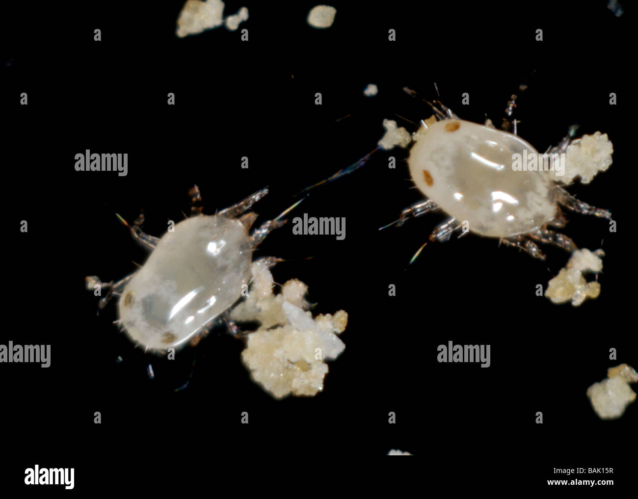 Storage or food mite Carpophagus Stock Photo