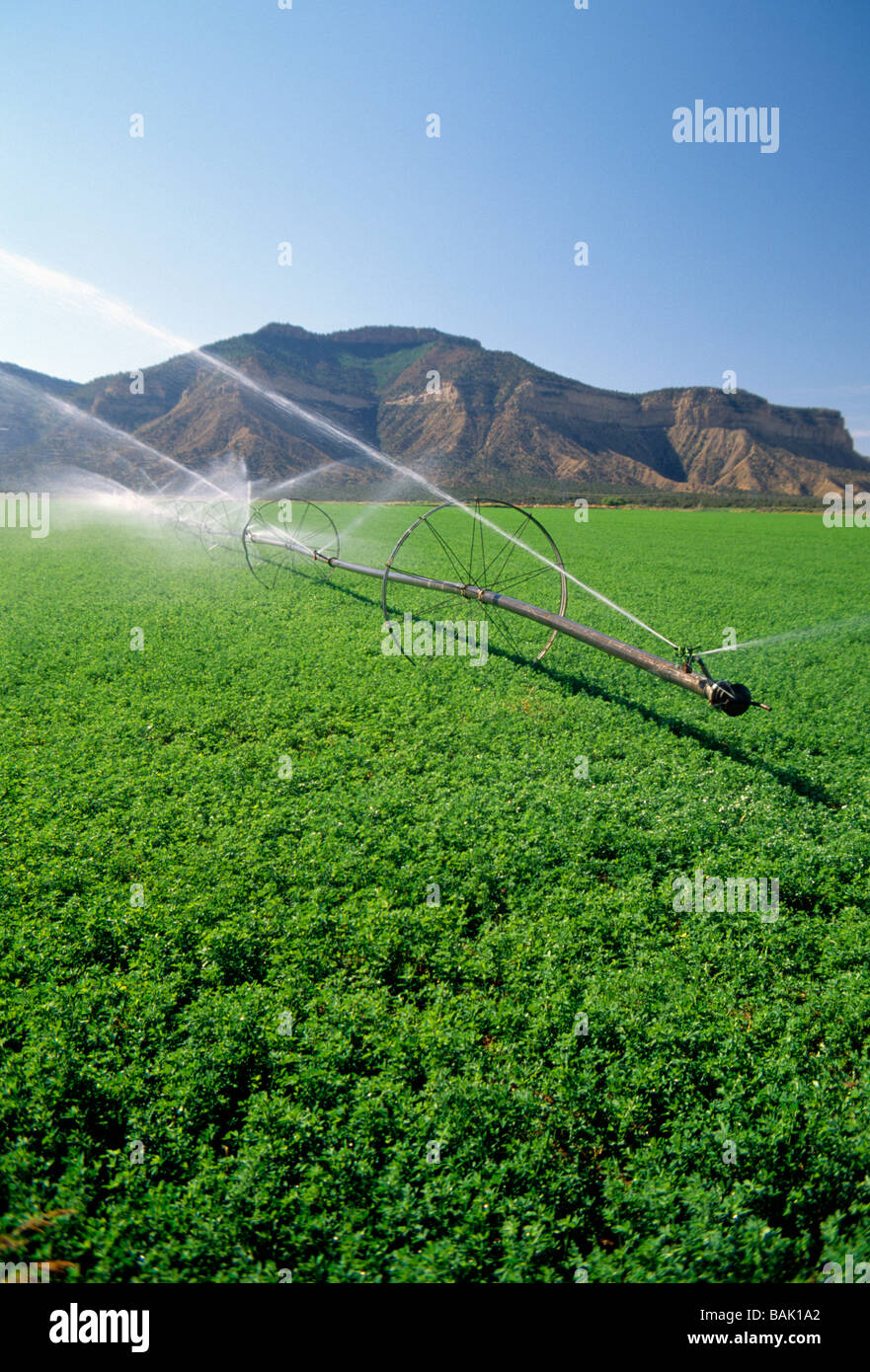 Irrigation equipment spraying water on lush farm fields near Cortez New