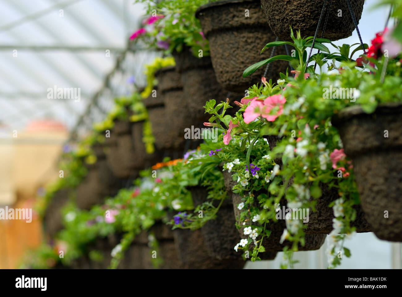 A row of hanging flower baskets at a greenhouse with very shallow depth of field Stock Photo Alamy